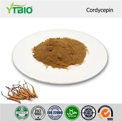 Powdwr Cordycepin